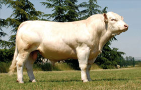Cattle steroids